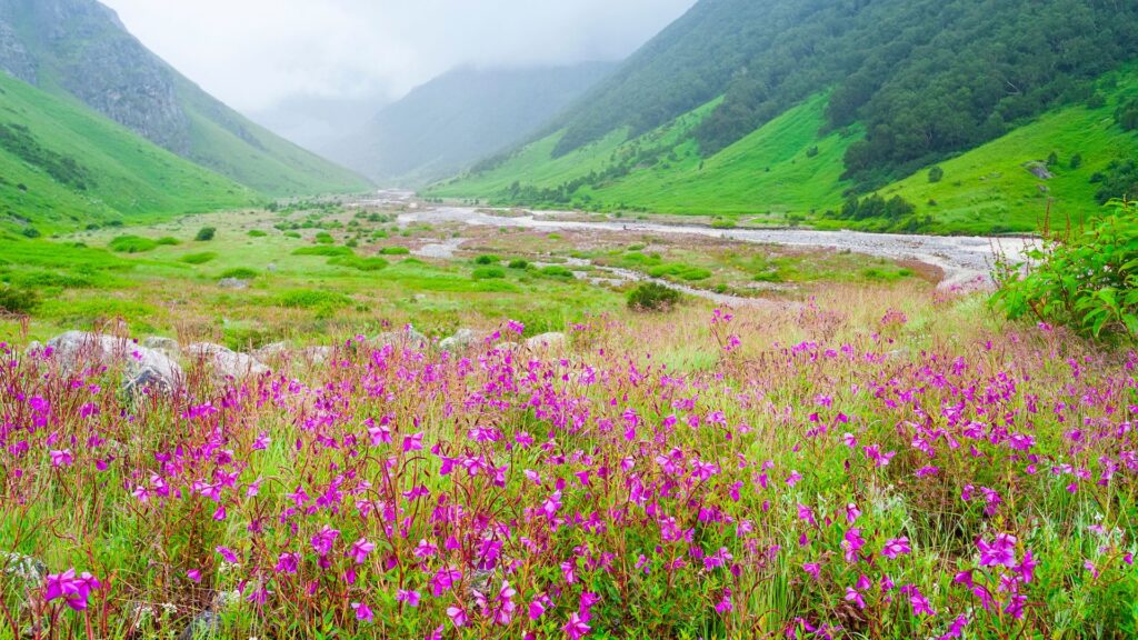 Blooming Valley of Flowers in Uttarakhand during monsoon – Best Places to Visit in August in India