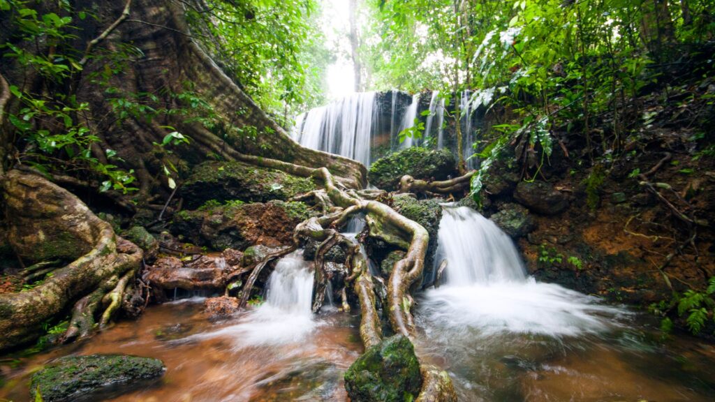 Lush green rainforest and waterfall in Agumbe, Karnataka during monsoon – one of the best places to visit in August in India