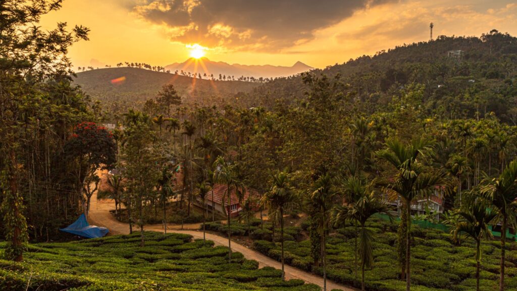 Sunset view over lush tea plantations and palm trees in Wayanad, Kerala – one of the best places to visit in August in India