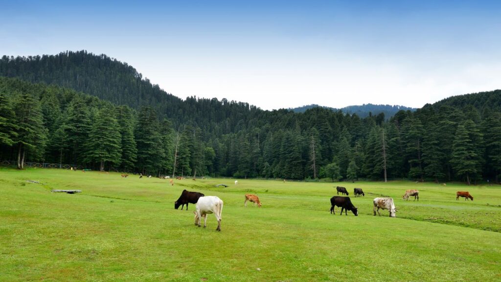Dalhousie Himachal Pradesh – peaceful green meadows and pine forests, one of the best honeymoon places in India