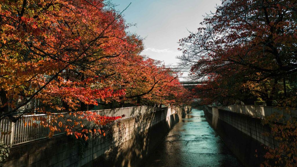Autumn-lined canal walk in Tokyo with red maple trees, a peaceful stop for Japan autumn foliage 2026 — Fab Holidays, Best Travel Agency in Delhi